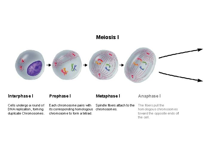 Figure 11 -15 Meiosis Section 11 -4 Meiosis I Interphase I Prophase I Cells