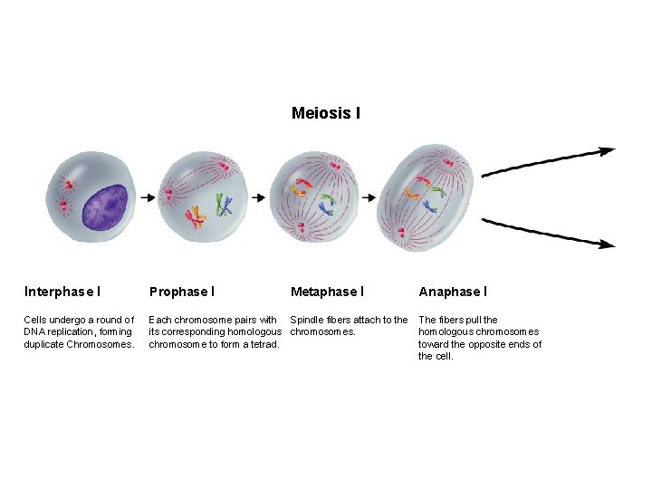 Figure 11 -15 Meiosis Section 11 -4 Meiosis I Interphase I Prophase I Cells