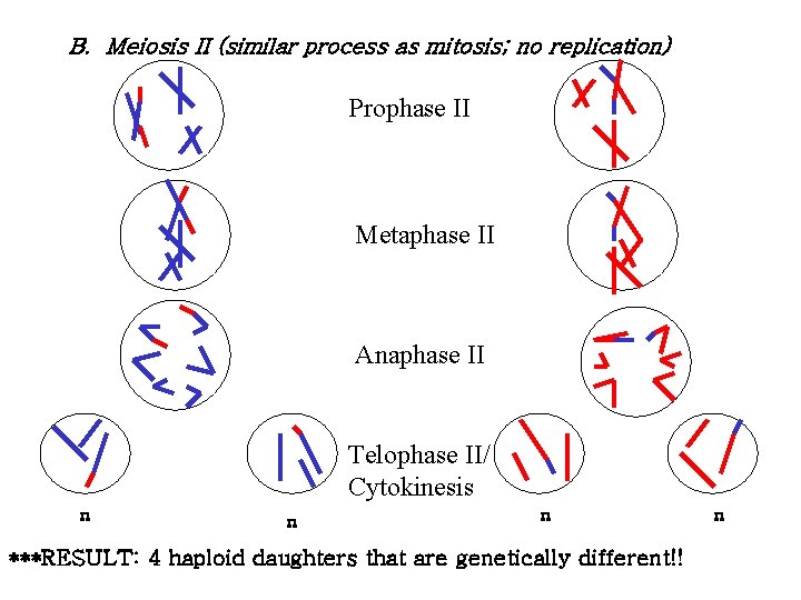 B. Meiosis II (similar process as mitosis; no replication) Prophase II Metaphase II Anaphase