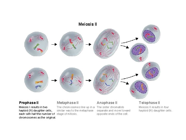 Figure 11 -17 Meiosis II Section 11 -4 Meiosis II Prophase II Metaphase II