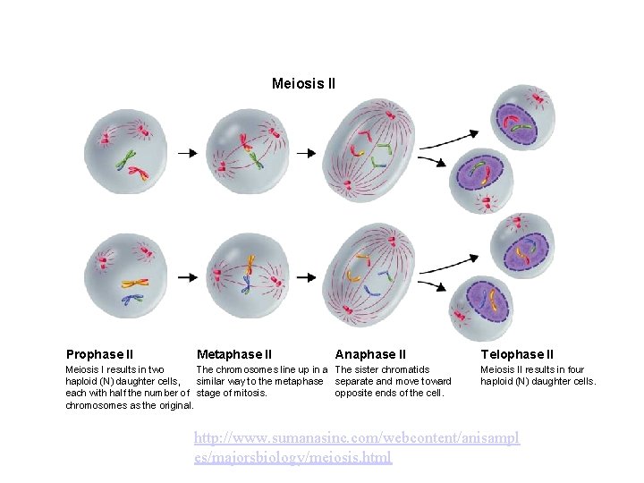 Figure 11 -17 Meiosis II Section 11 -4 Meiosis II Prophase II Metaphase II