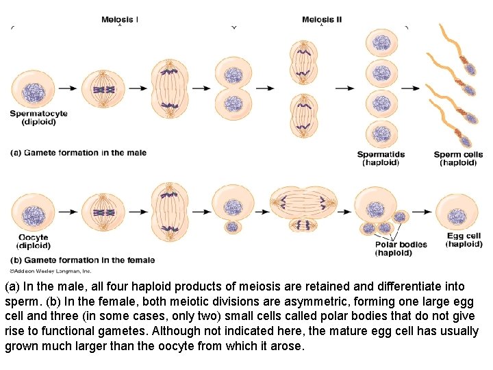 (a) In the male, all four haploid products of meiosis are retained and differentiate