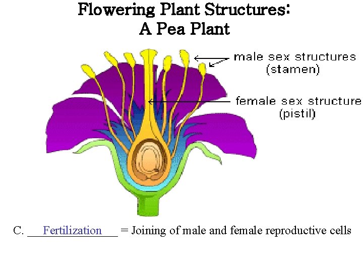 Flowering Plant Structures: A Pea Plant C. ________ = Joining of male and female