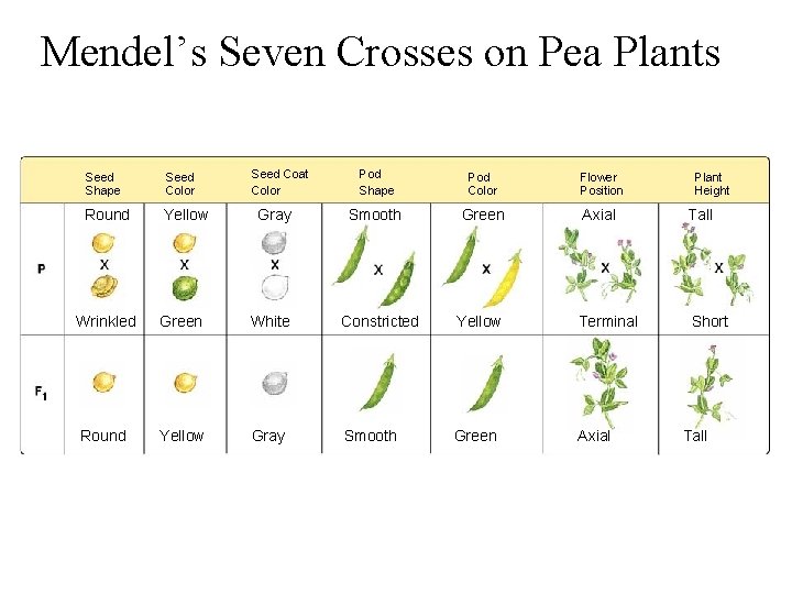 Figure 11 -3 Mendel’s Seven F 1 Crosses on Pea Plants Mendel’s Seven Crosses