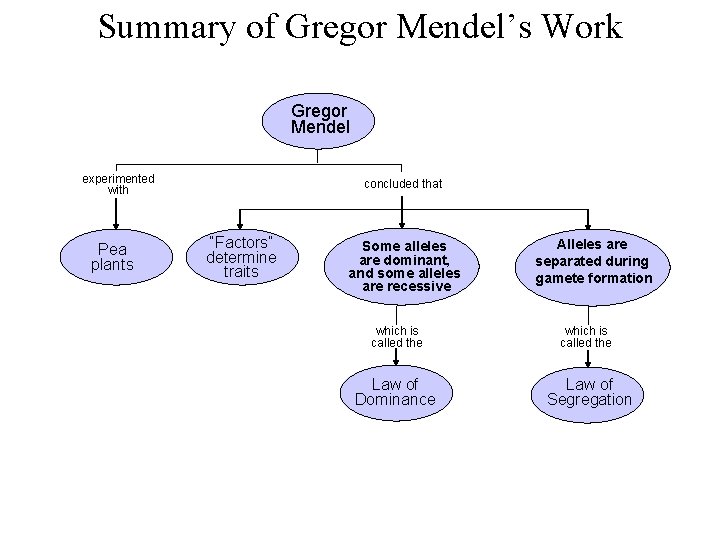 Summary of Gregor Mendel’s Work Gregor Mendel experimented with Pea plants concluded that “Factors”