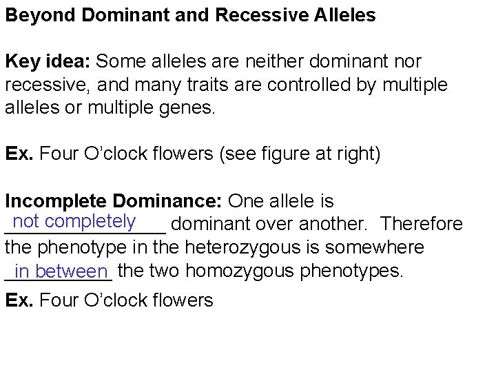 Beyond Dominant and Recessive Alleles Key idea: Some alleles are neither dominant nor recessive,