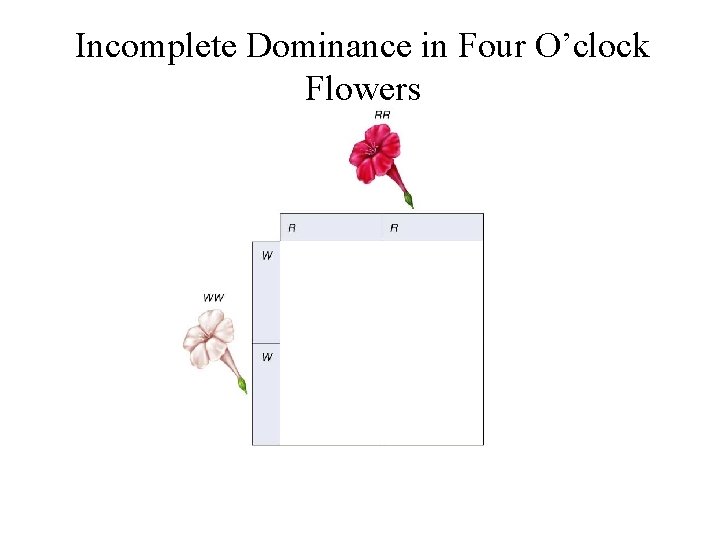 Incomplete Dominance in Four O’clock Flowers 