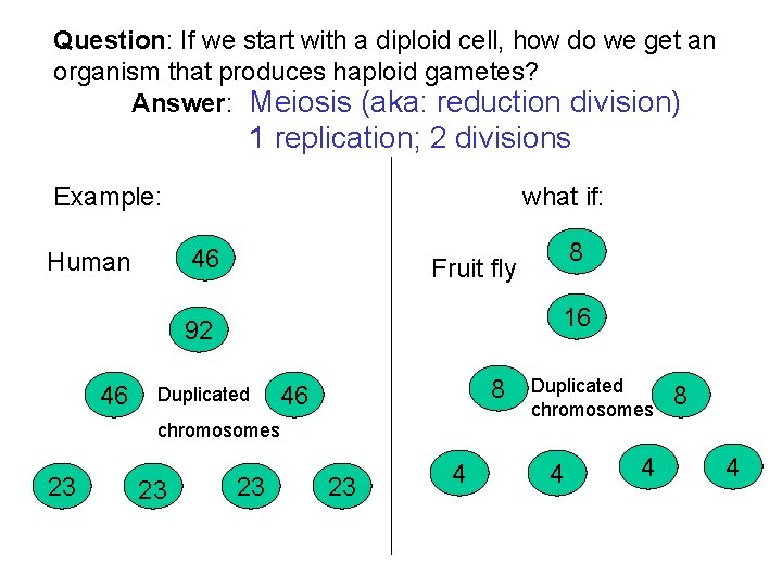 Question: If we start with a diploid cell, how do we get an organism