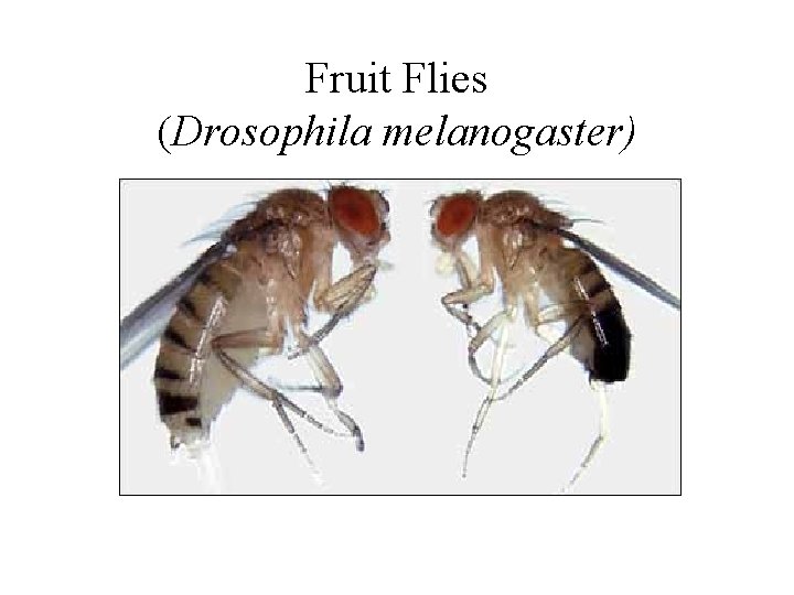 Fruit Flies (Drosophila melanogaster) 