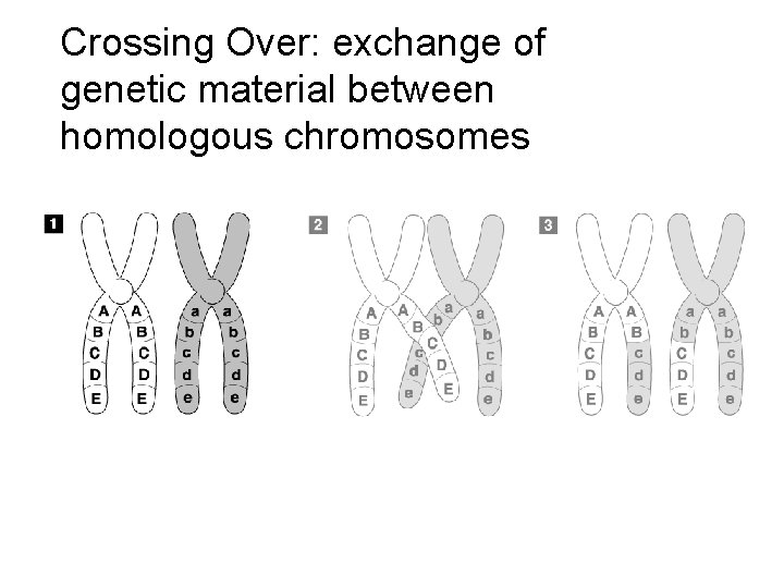 Crossing-Over Crossing Over: exchange of genetic material between homologous chromosomes Section 11 -4 Go
