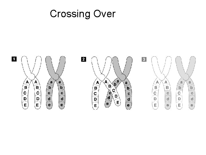 Crossing-Over Section 11 -4 Go to Section: Crossing Over 