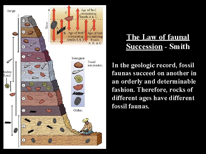 The Law of faunal Succession - Smith In the geologic record, fossil faunas succeed