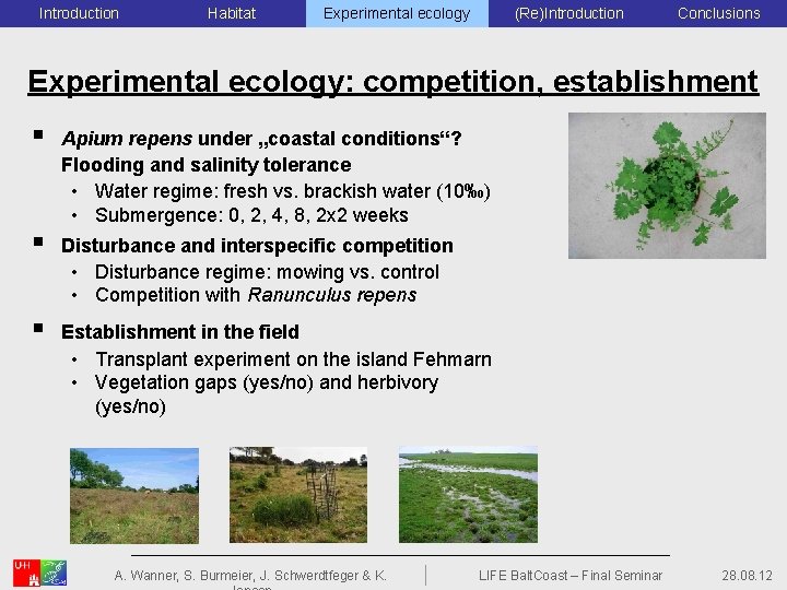 Introduction Habitat Experimental ecology (Re)Introduction Conclusions Experimental ecology: competition, establishment § § § Apium