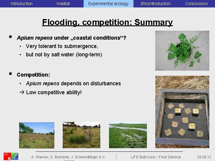 Introduction Habitat Experimental ecology (Re)Introduction Conclusions Flooding, competition: Summary § Apium repens under „coastal