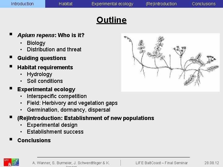 Introduction Habitat Experimental ecology (Re)Introduction Conclusions Outline § § § Apium repens: Who is