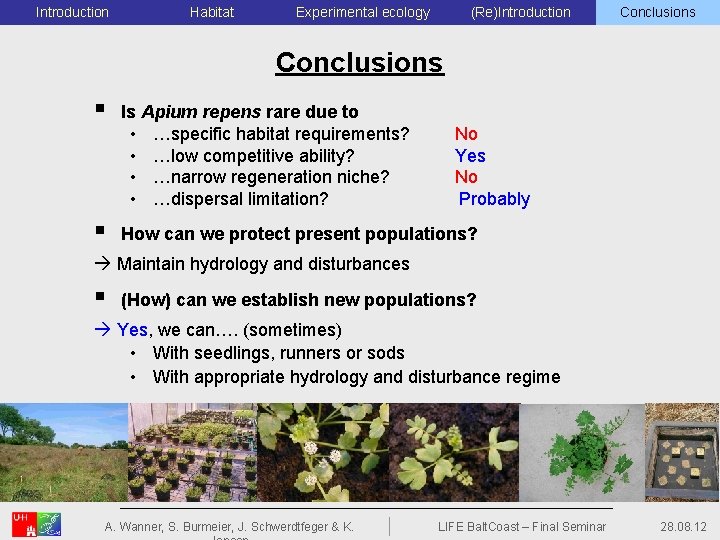 Introduction Habitat Experimental ecology (Re)Introduction Conclusions § Is Apium repens rare due to •