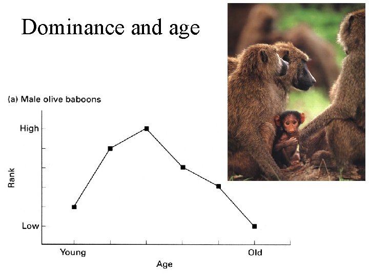 Dominance and age 