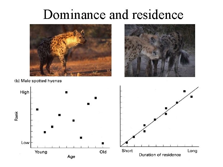 Dominance and residence 