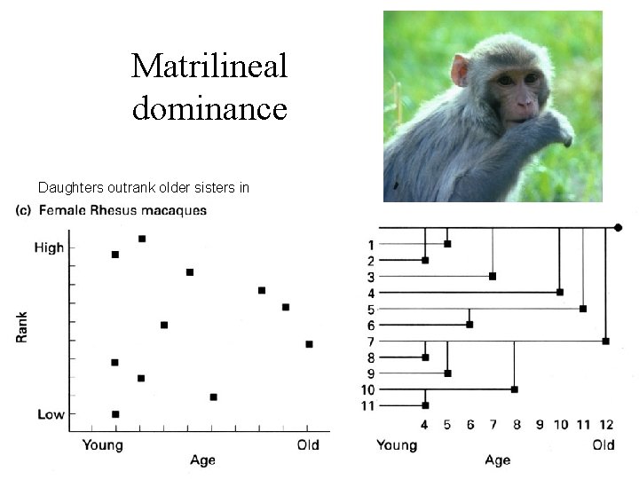 Matrilineal dominance Daughters outrank older sisters in 