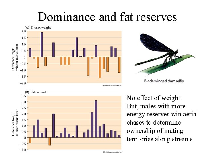 Dominance and fat reserves No effect of weight But, males with more energy reserves