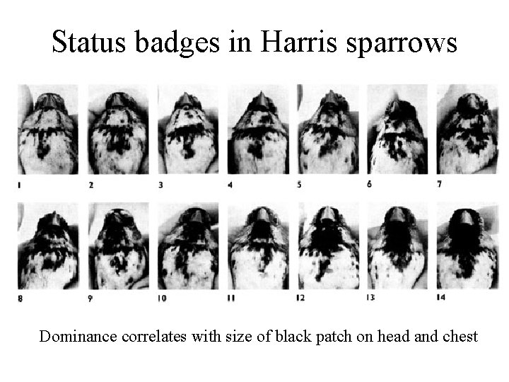 Status badges in Harris sparrows Dominance correlates with size of black patch on head