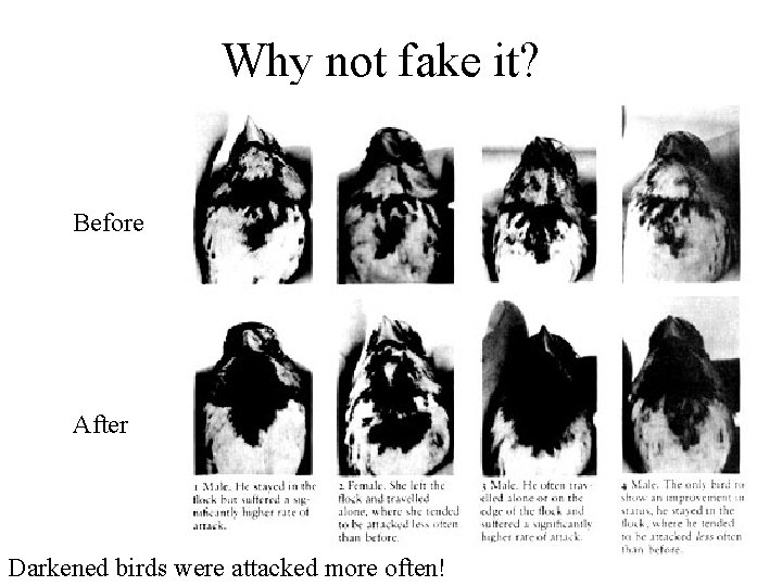 Why not fake it? Before After Darkened birds were attacked more often! 