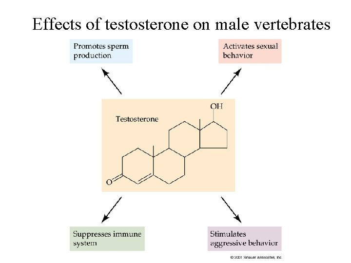 Effects of testosterone on male vertebrates 