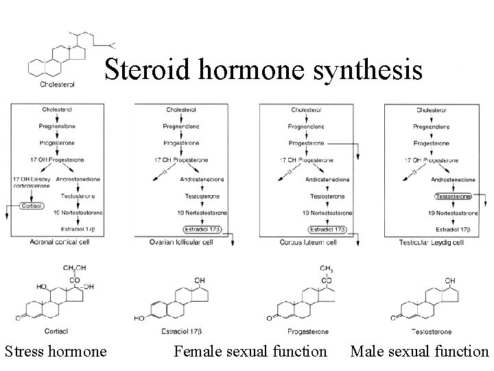 Steroid hormone synthesis Stress hormone Female sexual function Male sexual function 