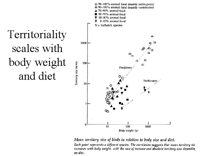 Territoriality scales with body weight and diet 