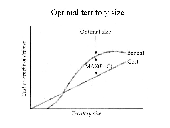 Optimal territory size 