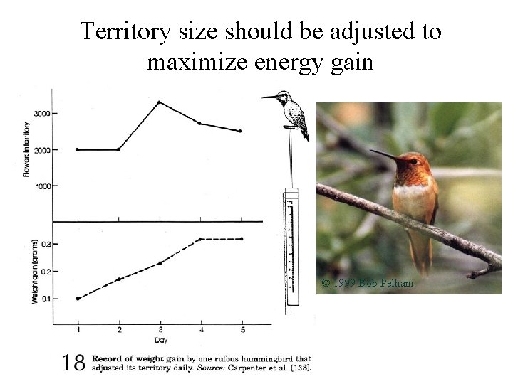 Territory size should be adjusted to maximize energy gain © 1999 Bob Pelham 