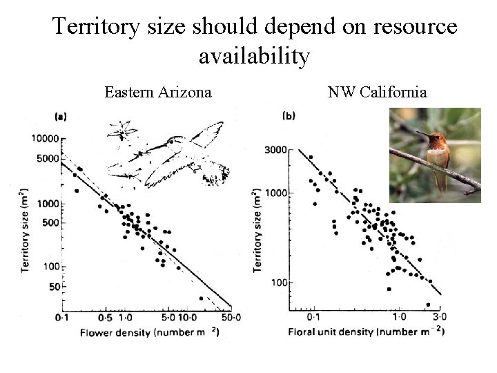 Territory size should depend on resource availability Eastern Arizona NW California 