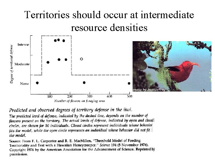 Territories should occur at intermediate resource densities 