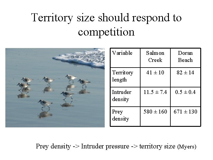 Territory size should respond to competition Variable Salmon Creek Doran Beach Territory length 41