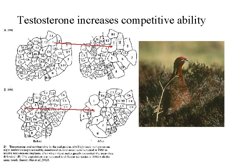 Testosterone increases competitive ability 