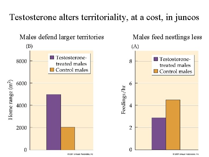 Testosterone alters territoriality, at a cost, in juncos Males defend larger territories Males feed