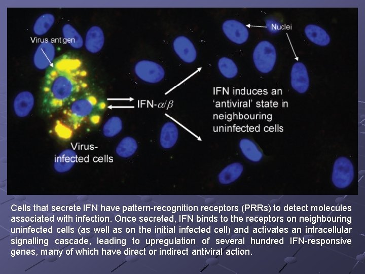 Cells that secrete IFN have pattern-recognition receptors (PRRs) to detect molecules associated with infection.