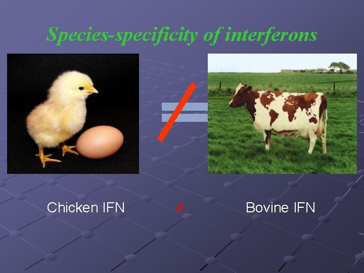 Species-specificity of interferons Chicken IFN ≠ Bovine IFN 