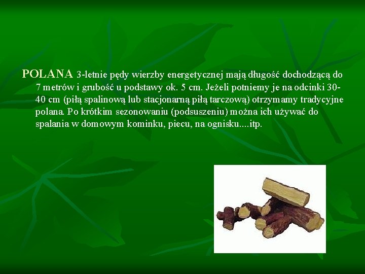 POLANA 3 -letnie pędy wierzby energetycznej mają długość dochodzącą do 7 metrów i grubość