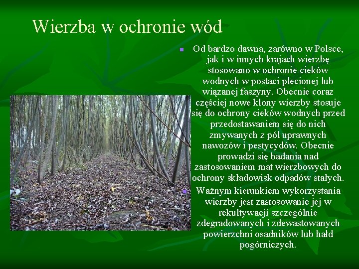 Wierzba w ochronie wód n n Od bardzo dawna, zarówno w Polsce, jak i