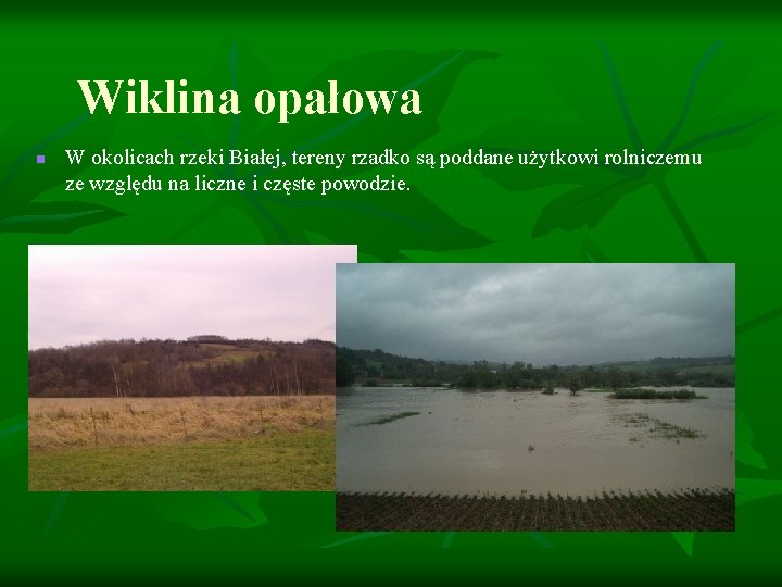 Wiklina opałowa n W okolicach rzeki Białej, tereny rzadko są poddane użytkowi rolniczemu ze