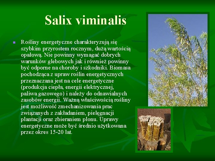 Salix viminalis n Rośliny energetyczne charakteryzują się szybkim przyrostem rocznym, dużą wartością opałową. Nie