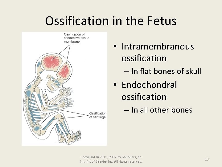 Ossification in the Fetus • Intramembranous ossification – In flat bones of skull •