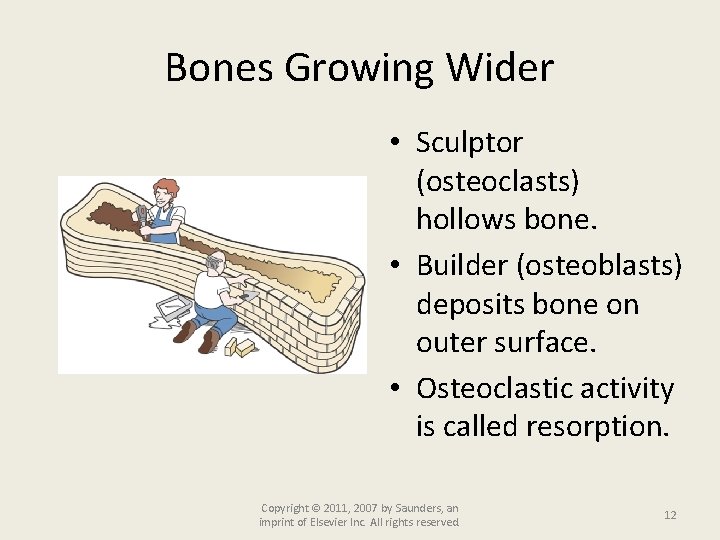 Bones Growing Wider • Sculptor (osteoclasts) hollows bone. • Builder (osteoblasts) deposits bone on