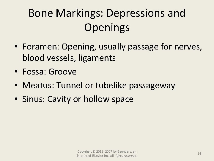 Bone Markings: Depressions and Openings • Foramen: Opening, usually passage for nerves, blood vessels,