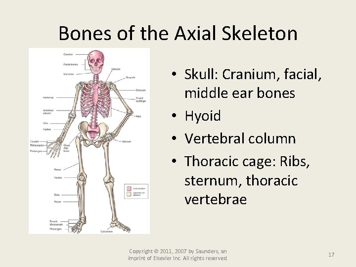Bones of the Axial Skeleton • Skull: Cranium, facial, middle ear bones • Hyoid