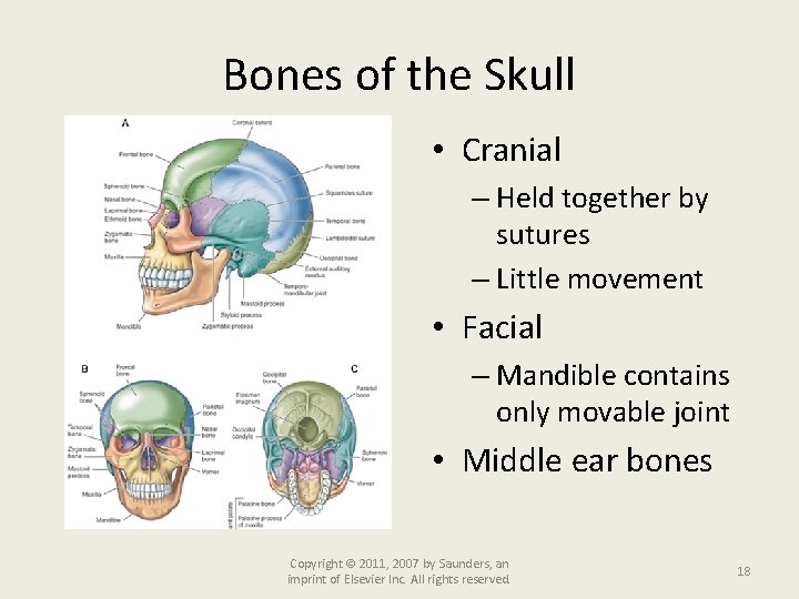 Bones of the Skull • Cranial – Held together by sutures – Little movement