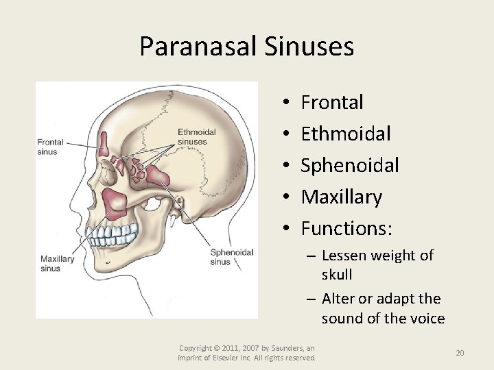 Paranasal Sinuses • • • Frontal Ethmoidal Sphenoidal Maxillary Functions: – Lessen weight of
