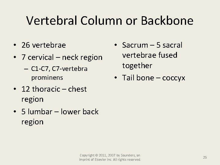 Vertebral Column or Backbone • 26 vertebrae • 7 cervical – neck region –