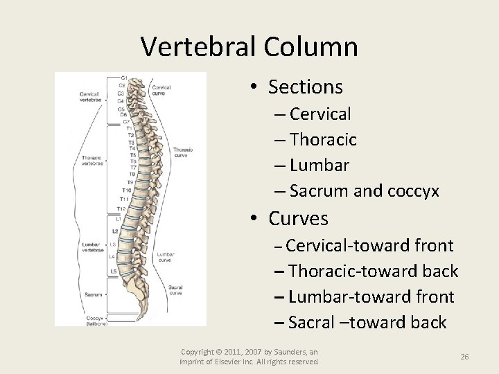 Vertebral Column • Sections – Cervical – Thoracic – Lumbar – Sacrum and coccyx